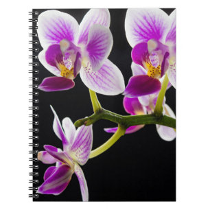 Caderno Espiral Orquídea branca e roxa