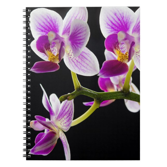 Caderno Espiral Orquídea branca e roxa (Frente)
