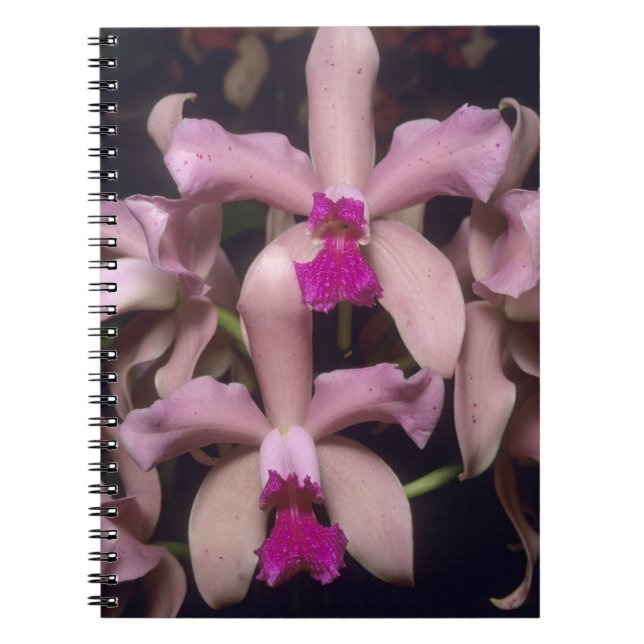 Caderno Espiral Orquídea (Cattleya amethystoglossa), Leste (Frente)