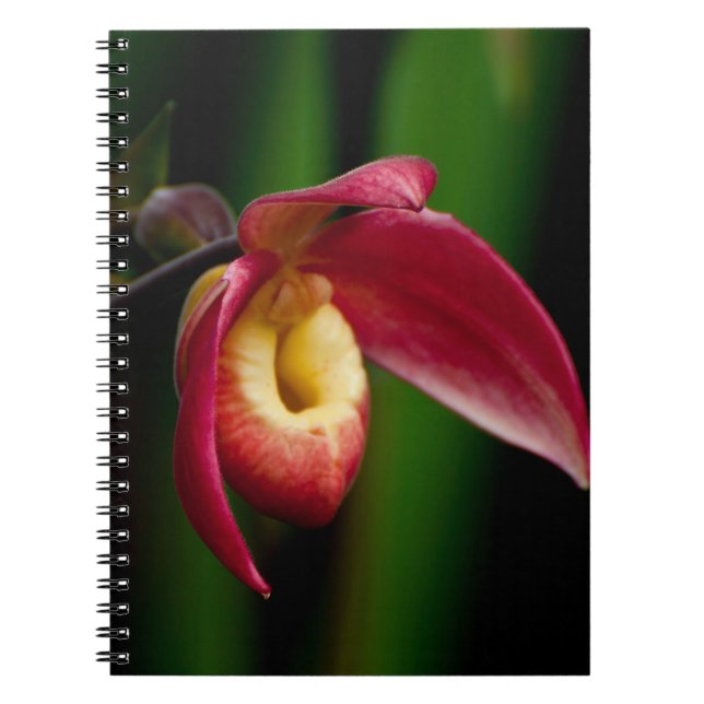 Caderno Espiral Orquídea de Slippers Red Lady (Frente)