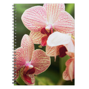Caderno Espiral Orquídea híbrida laranja, África do Sul