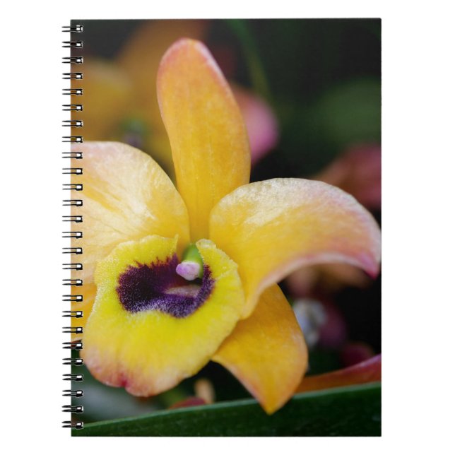 Caderno Espiral Orquídea Sunset (Frente)