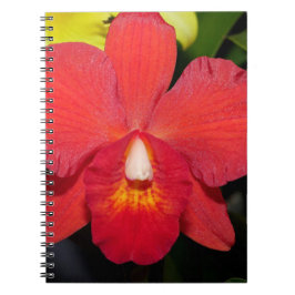 Caderno Espiral Orquídea Vermelha Exótica