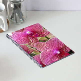 Caderno Espiral Orquídeas da Phalaenopse Espetada, Rosa, Floral
