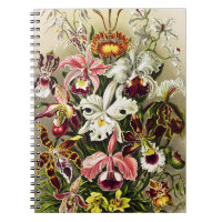 Orquídeas, Orquídeas Denusblumen Ernst Haeckel