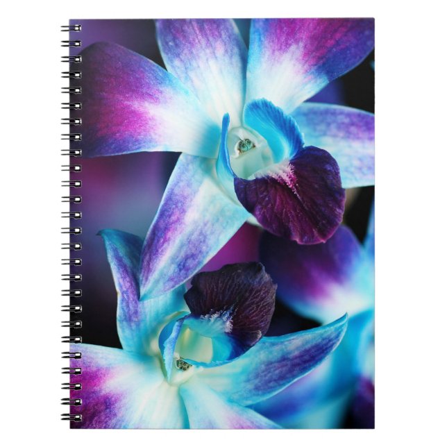Caderno Espiral Orquídeas personalizadas do Dendrobium orquídea (Frente)