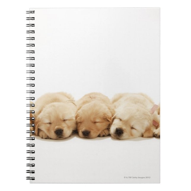 Caderno Espiral Os filhotes do Ouro Retriever (Frente)