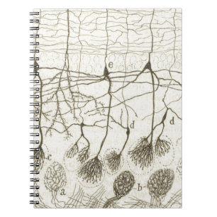 Caderno Espiral Os neurônios 8 de Cajal