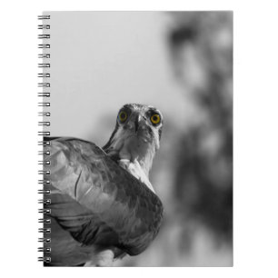 Caderno Espiral Osprey abrindo a câmera - Foto da vida selvagem