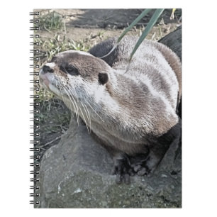 CADERNO ESPIRAL OTTER CUTO