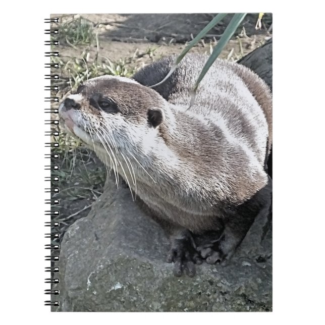 CADERNO ESPIRAL OTTER CUTO (Frente)