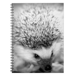 Caderno Espiral ouriço
