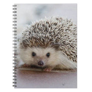 Caderno Espiral ouriço-bebê