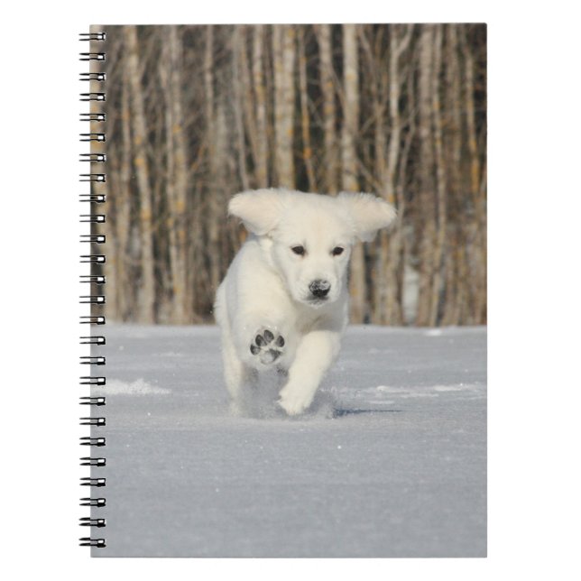 Caderno Espiral Ouro branco - Retriever Puppy na neve (Frente)