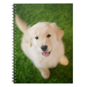 Caderno Espiral Ouro - Retirador de Puppy com Grass