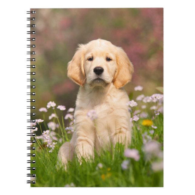 Caderno Espiral Ouro Retriever cachorrinho de Goldie (Frente)