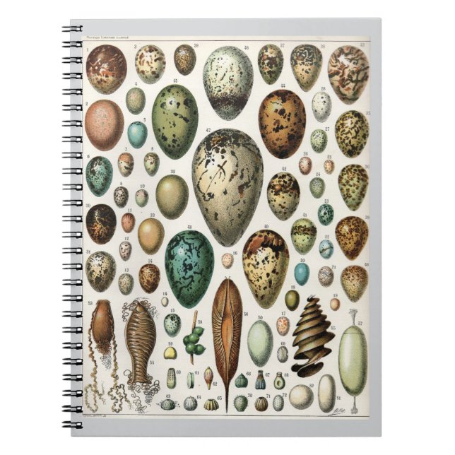 Caderno Espiral Ovos - Adolphe Philippe Millot (Frente)