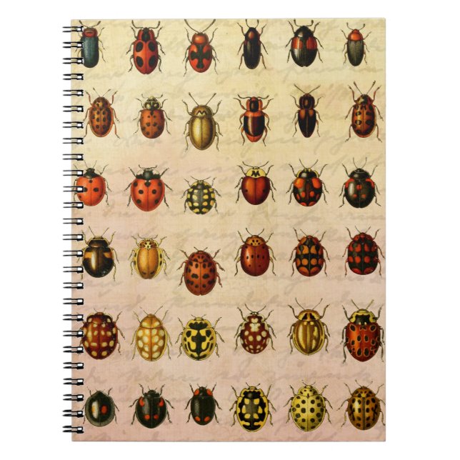 Caderno Espiral Padrão de Espécime de Joaninha Vintage Inseto Anti (Frente)