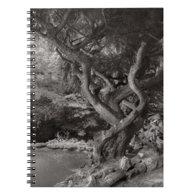 Caderno Espiral Paisagem - A Floresta Proibida (Frente)