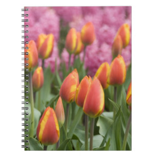 Caderno Espiral Países Baixos (também conhecido como Holanda), Lis