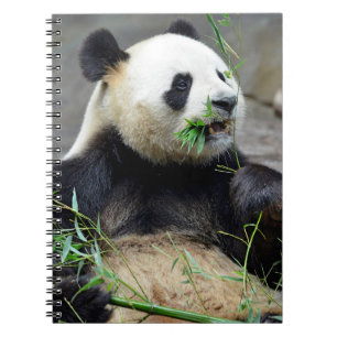 Caderno Espiral Panda gigante comendo bambu