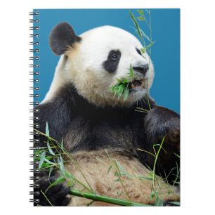 Caderno Espiral Panda gigante isolada comendo bambu