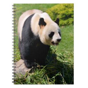 Caderno Espiral Panda gigante sobre uma pedra