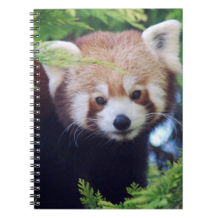 Caderno Espiral Panda vermelha
