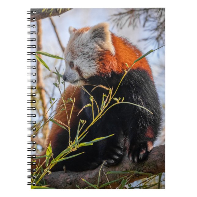 Caderno Espiral Panda vermelha (Frente)