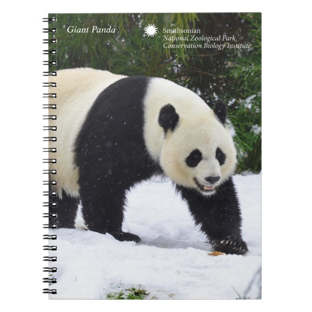 Caderno Espiral Pandas gigantes de Smithsonian | na neve (Frente)