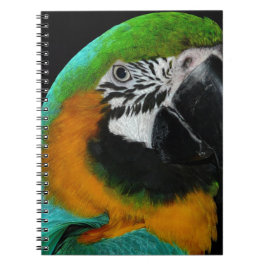 Caderno Espiral Papagaio