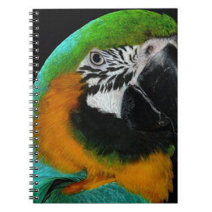 Caderno Espiral Papagaio