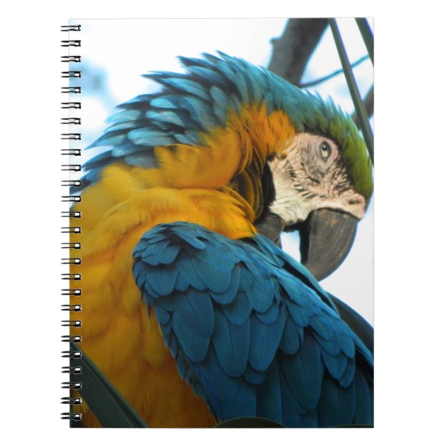 Caderno Espiral Papagaio (Frente)