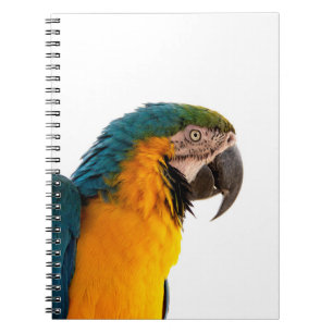 Caderno Espiral Papagaio arara  