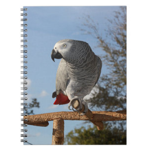 Caderno Espiral Papagaio-Cinza africano espantoso