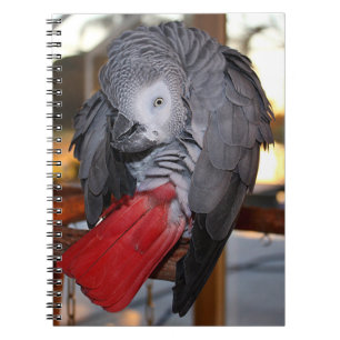 Caderno Espiral Papagaio-Cinza-africano flexível do Congo com cau