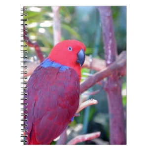 Caderno Espiral Papagaio-de-coleto
