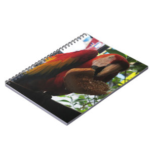 Caderno Espiral Papagaio-De-Maca-Escarlate Comendo Sorrada