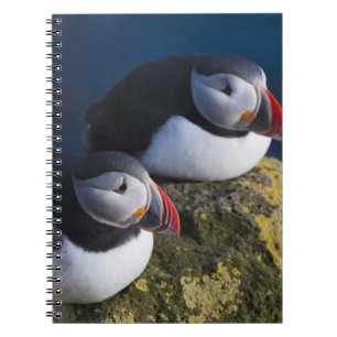 Caderno Espiral Papagaio-do-mar (Fratercula arctica) 7