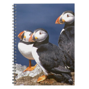 Caderno Espiral Papagaio-do-mar-tastic