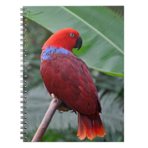 Caderno Espiral Papagaio eclético vermelho