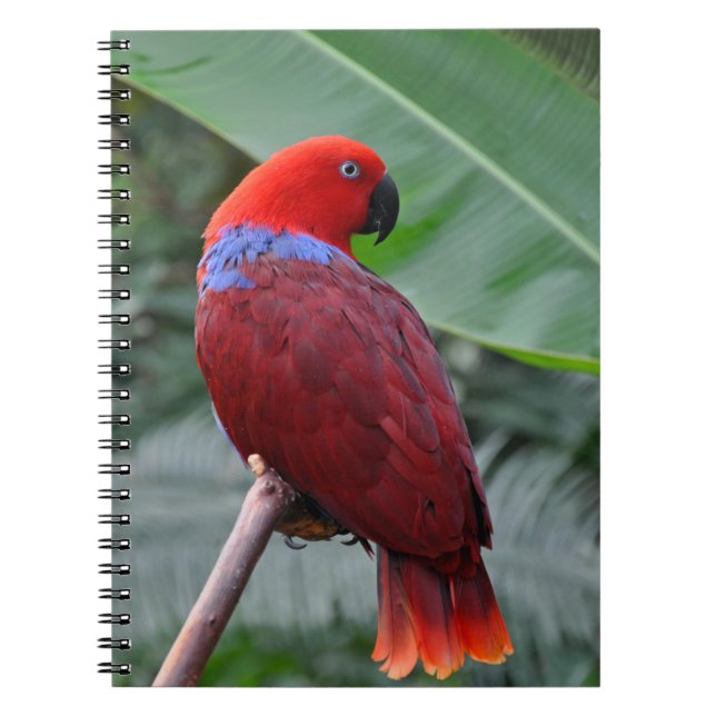 Caderno Espiral Papagaio eclético vermelho (Frente)