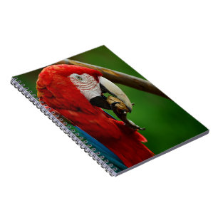 Caderno Espiral Papagaio Vermelho Tropical