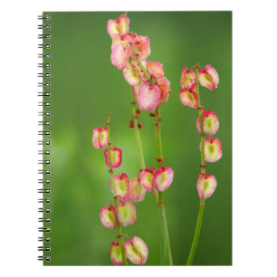 Caderno Espiral Papéis (Rumex Woodii), Ukhahlamba