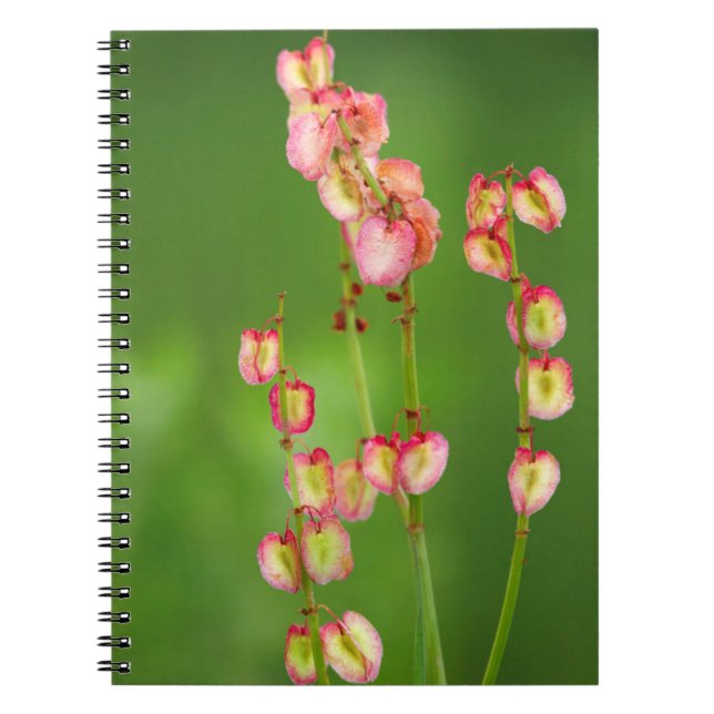 Caderno Espiral Papéis (Rumex Woodii), Ukhahlamba (Frente)