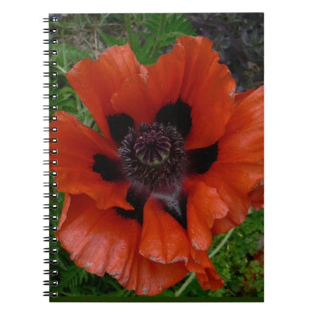 Caderno Espiral Papoula oriental (Frente)
