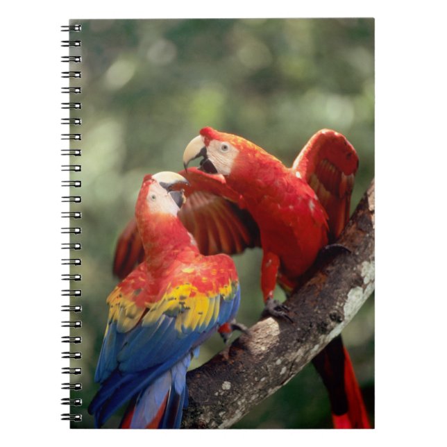 Caderno Espiral Par de Araras-vermelhas (Frente)