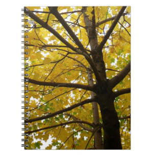 Caderno Espiral Par de Árvores de Bordo Amarelas Natureza de Outon