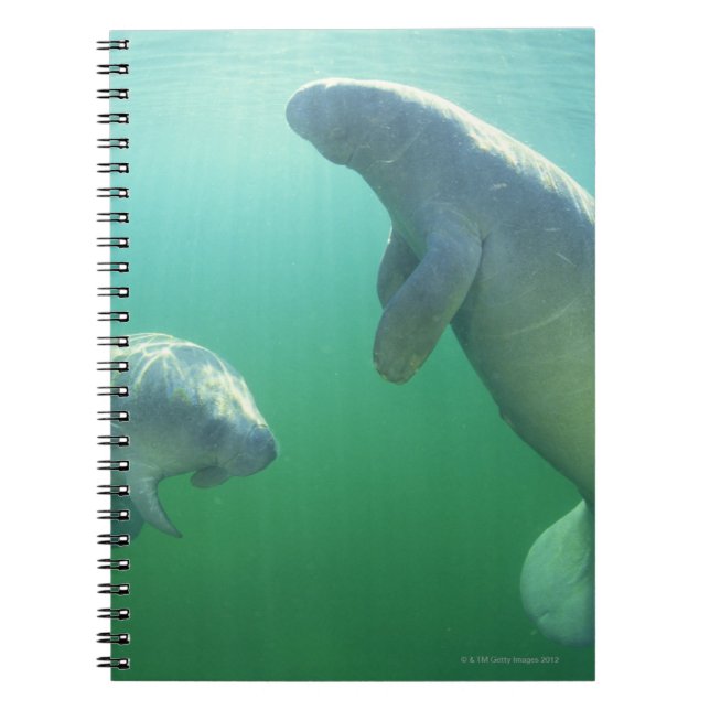 Caderno Espiral Par de peixe-boi da Flórida (Frente)