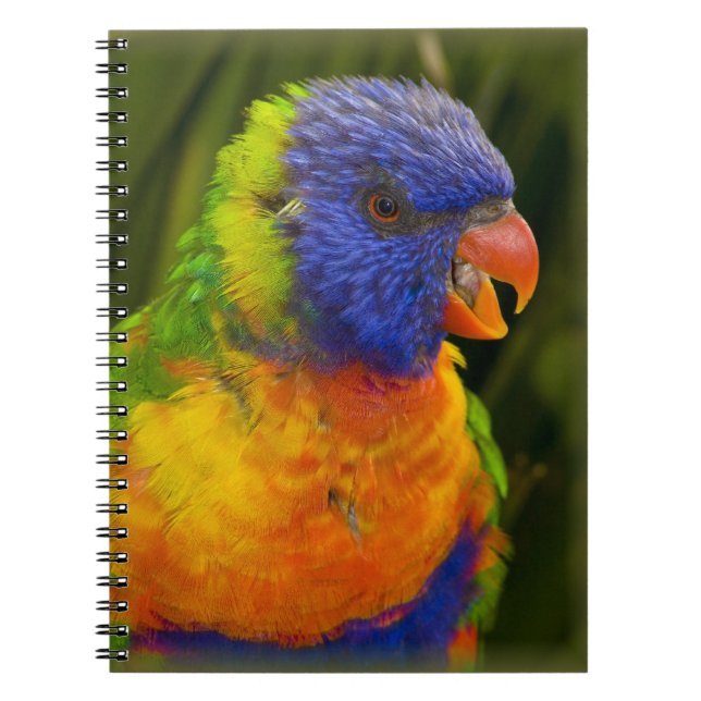 Caderno Espiral Parakeet colorido (Frente)